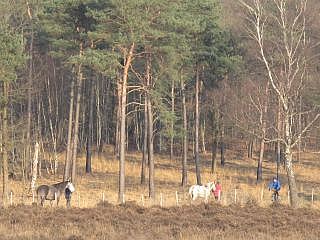 Mookerheide