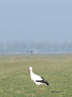 wandelen platteland
