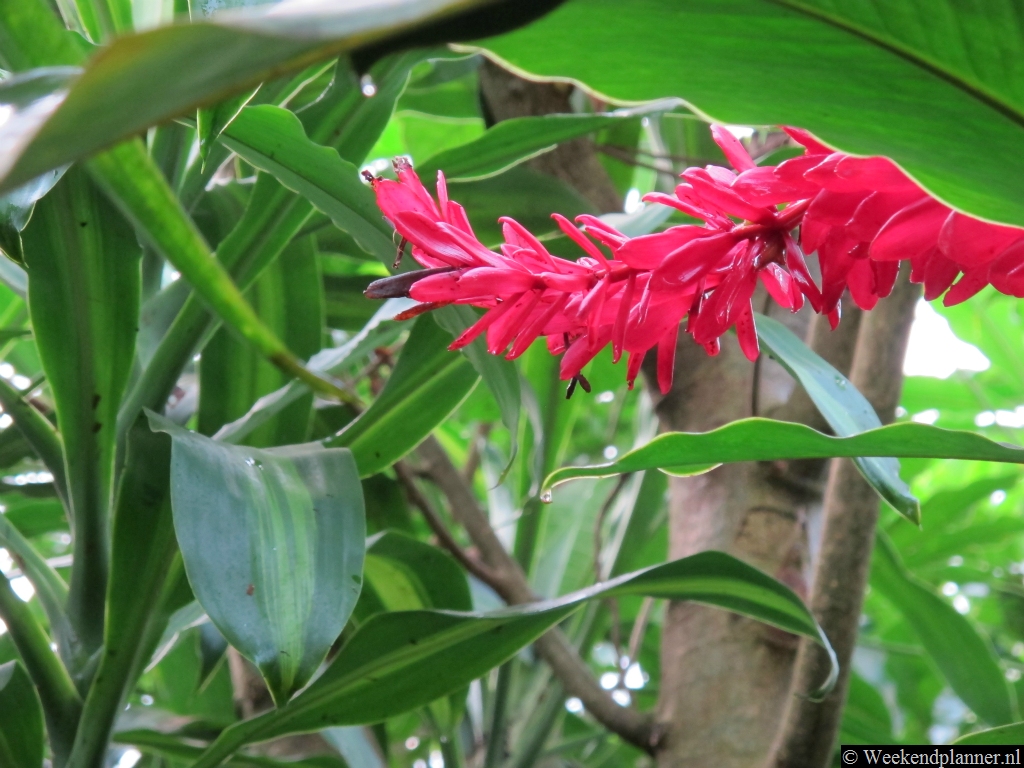 In de Bush leven veel tropische planten waarvan sommige prachtige bloemen hebben.