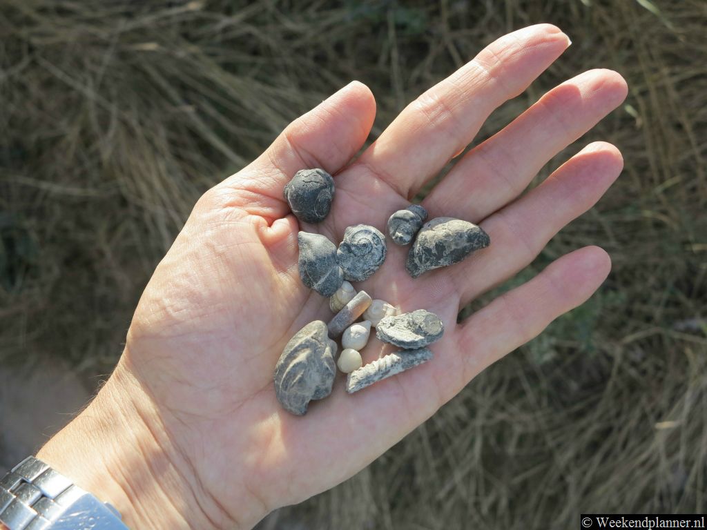 Dit zijn enkele fossielen die je kunt vinden op het strand van Cap-Blanc-Nez.. Zoals je ziet zijn het vooral fossiele schelpen, zeeëgels en inkvissen.Tip: Fossielen zoeken op het strand.