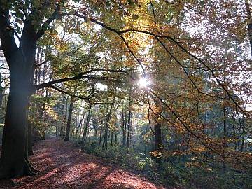 bos Haanwijk
