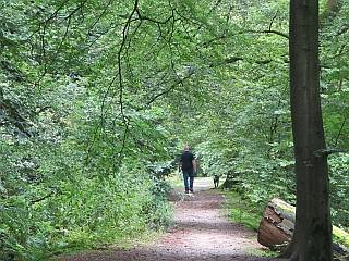 bossen