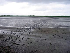 wadlopen
