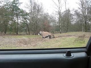 autosafari Beekse Bergen