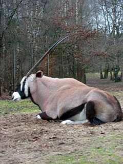wilde dieren Beekse Bergen