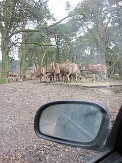 Safaripark Beekse Bergen