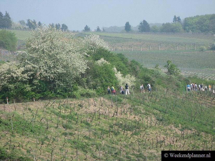 Er zijn in het Rijndal diverse wandelroutes en langeafstandspaden. Stukjes van de routes kun je via kabelbanen en veerboten afleggen. Het Duitse Rijndal.