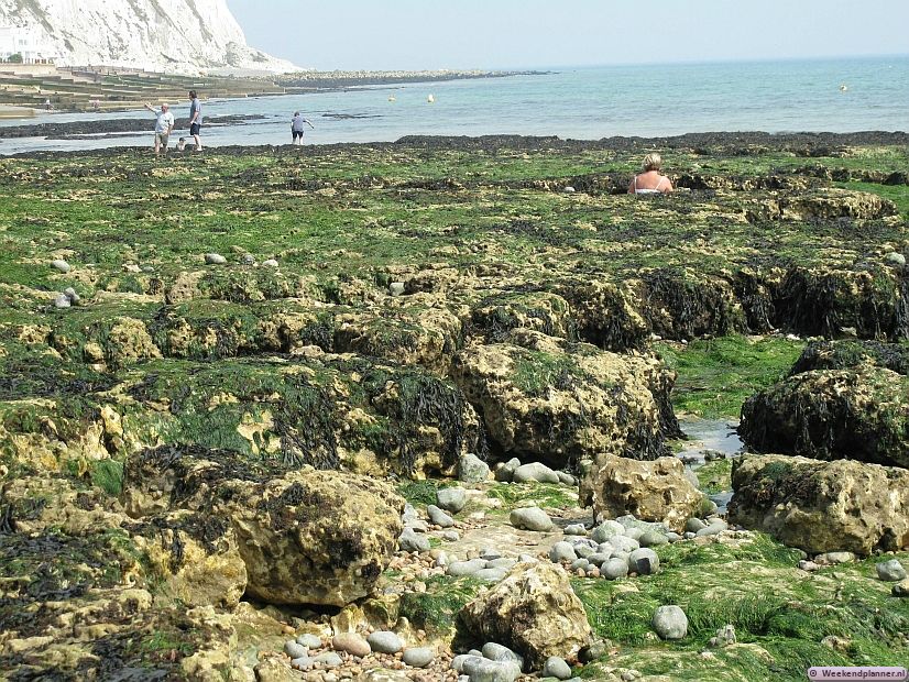 Bij laag water vallen er rotspoelen droog. In de rotspoelen kun je zeeanemonen en sponzen vinden.