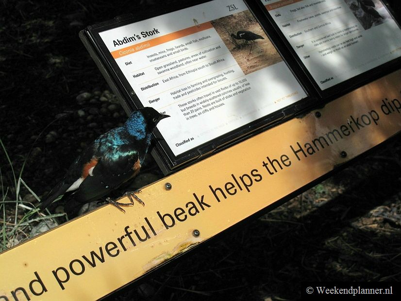 De dierentuin London Zoo is meer dan 170 jaar oud. Op de foto ziet u een felgekleurde lijster die vrij rondvliegt in één van de kassen. Tip: De London Zoo.