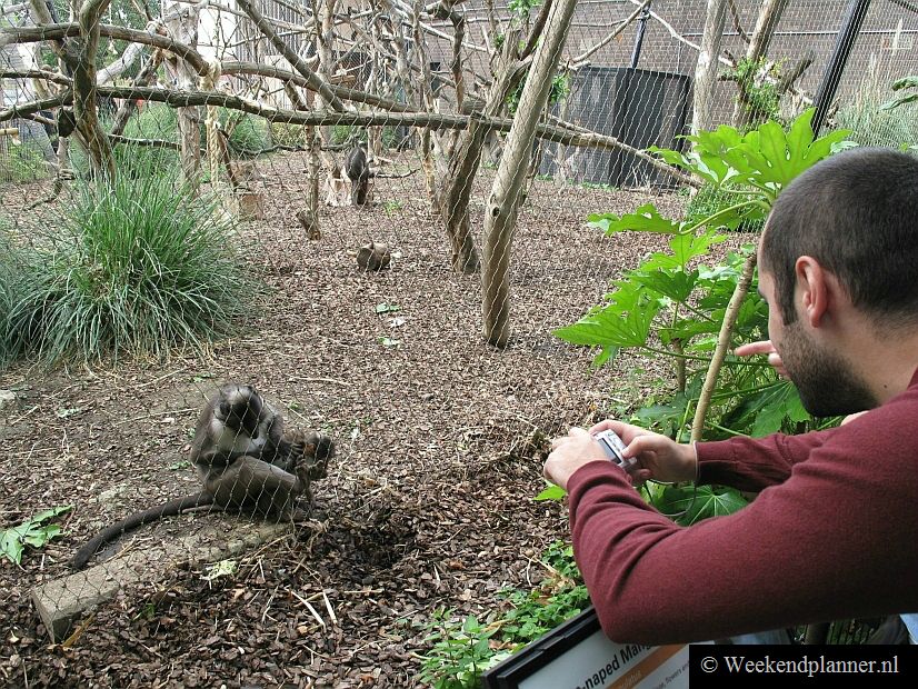 Sommige dieren zitten nog in kooien maar de meeste dieren zie je tegenwoordig in een meer natuurlijke omgeving.