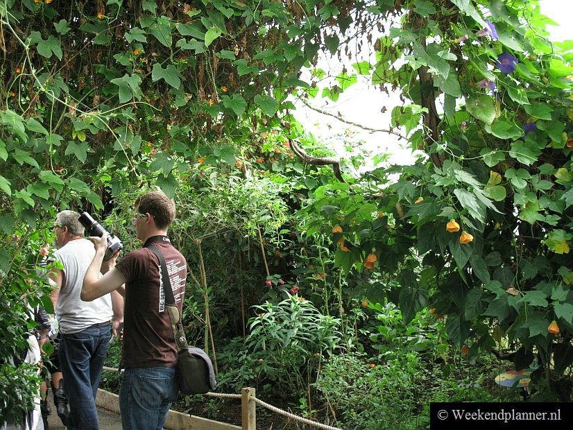 Zo zie je hier een jungle waar vogels vrij rondvliegen.