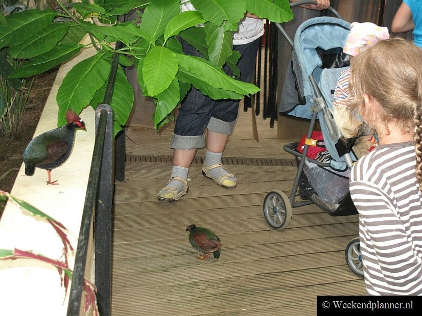 Hier en daar lopen de vogels je voor de voeten.