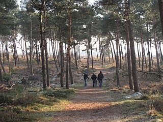 bossen