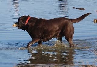dagje uit met hond