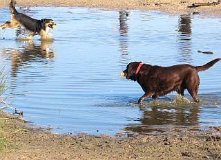 honden