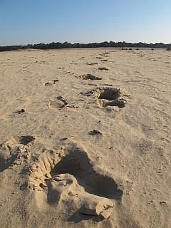 Loonse en Drunense Duinen