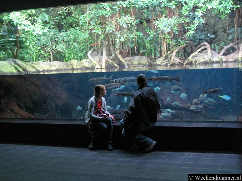 In Berlijn staat een beroemde dierentuin. Het Zoo-aquarium ligt buiten de ingang van de dierentuin en is dus ook apart toegankelijk. Adres: Budapester Straße 32. Tips: De attracties van Berlijn.