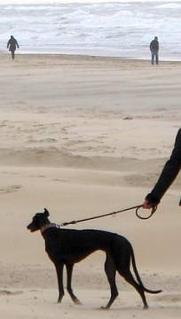 strand hond