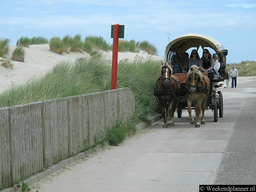Een andere manier om bij de zeehondenbank te komen is de paard en wagen. Er zijn per dag veel rondritten. Ter bescherming van de zeehonden staat er een hek voor de zandbank dus je zult  dus wel afstand moeten houden.Tips: Het openbaar vervoer van het eiland Borkum.