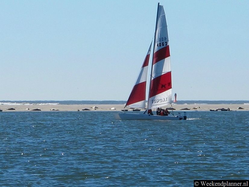 Voor het strand bij de stad Borkum ligt een zandbank waar altijd zeehonden liggen. Je kunt ernaar toe wandelen. Er zijn ook rondvaarten en huifkartochten naar de zeehonden.Tips: De attracties van het eiland Borkum.