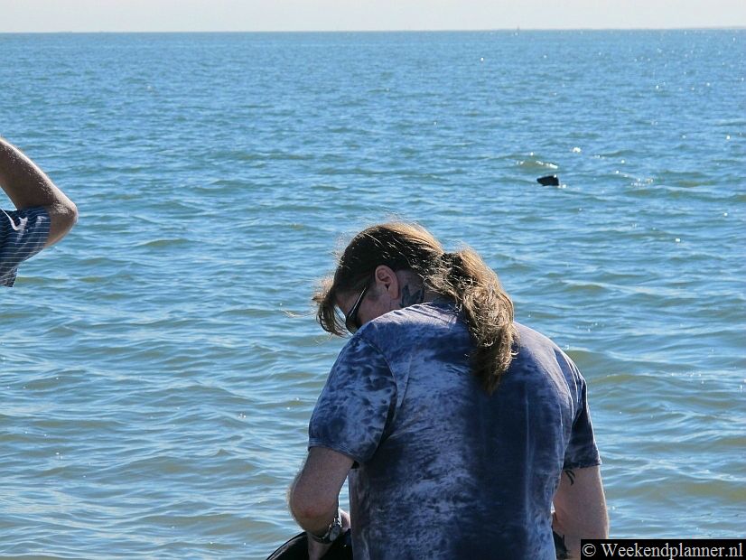 Als je op Borkum bij de boulevard in zee gaat heb je kans om een zeehond tegen te komen.Tips: Een weekend naar Borkum.