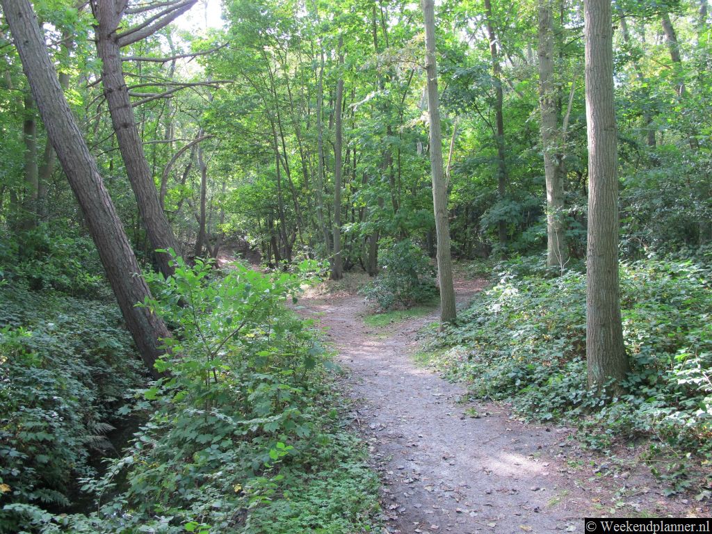 In de Schoorlse Duinen liggen meer dan 60 kilometer aan wandelpaden. Het natuurgebied heeft een afwisselend landschap waarin veel te ontdekken is.Tips: Mooie wandelroutes in de Schoorlse Duinen.