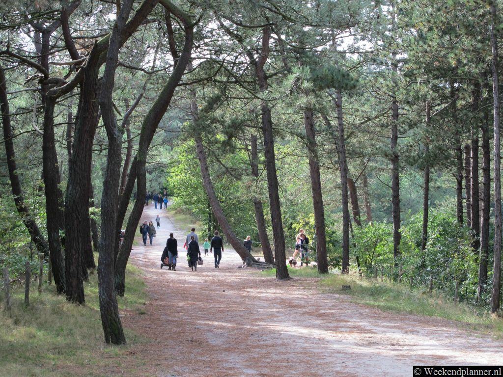 Als je het klimduin in het centrum van Schoorl hebt beklommen kom je op dit fraaie bospad. Je bent nu in het natuurgebied de Schoorlse Duinen.Tips: Het natuurgebied de Schoorlse Duinen.