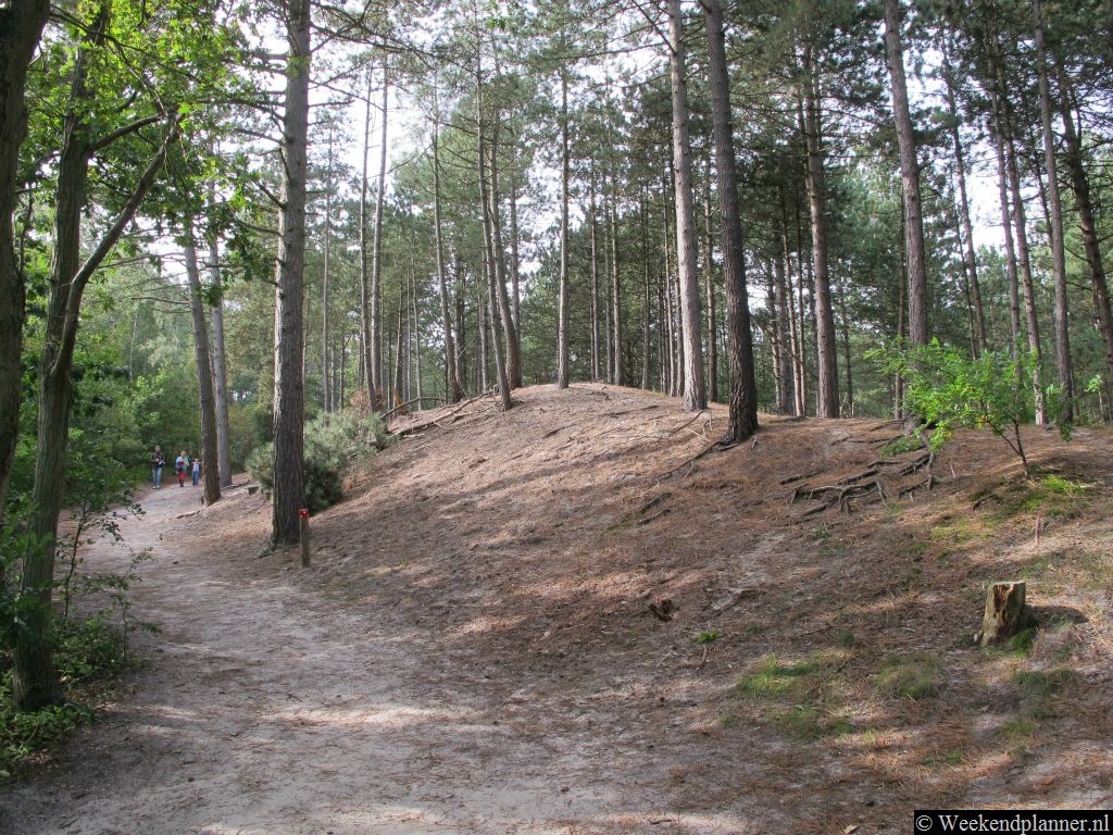 In de Schoorlse Duinen zijn dichte bossen, heidevelden en natte vlakten. In het bezoekerscentrum kun je een kaart van het gebied kopen met de bezienswaardigheden en de wandelroutes.Tips: Het natuurgebied de Schoorlse Duinen.