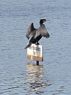 Friesland natuur