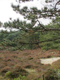 bossen