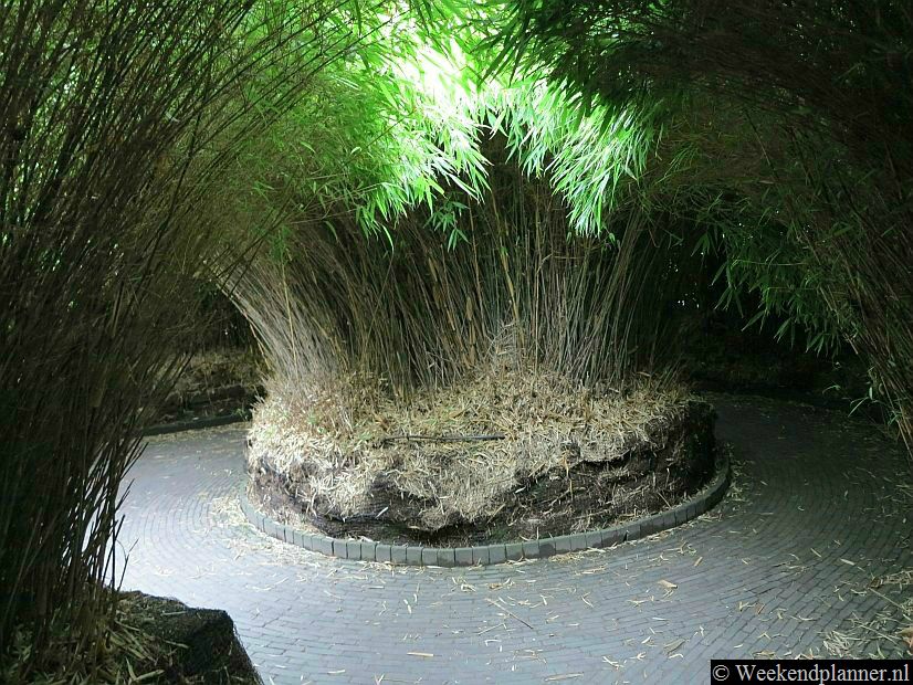 Het doolhof is dicht begroeid met riet en bamboe.