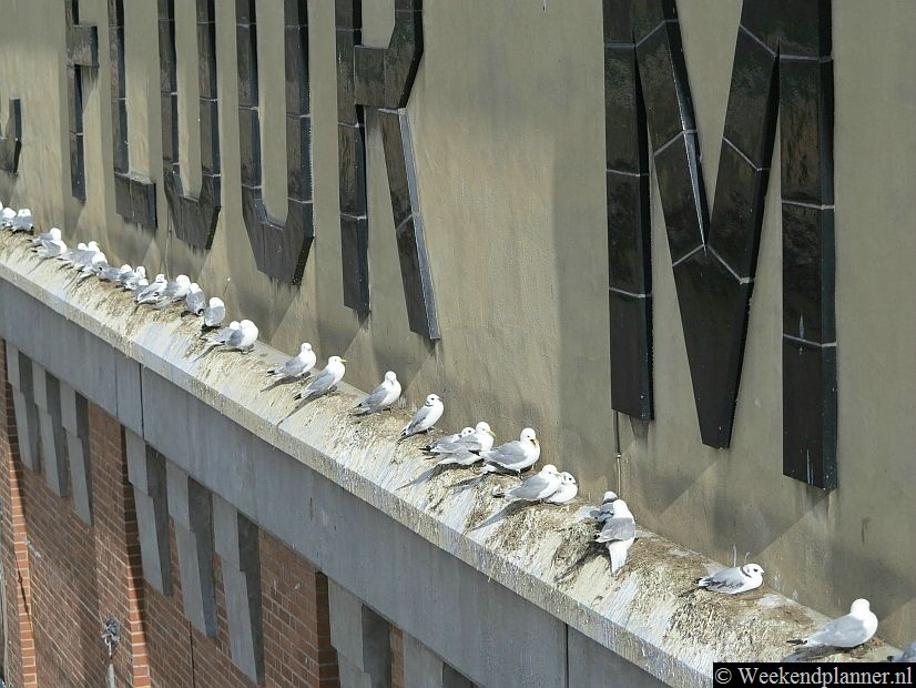 Op het dakterras zie je ook deze vogels. Het lijken gewone zeemeeuwen maar het zijn Kittiwakes. Normaal broeden ze alleen op hoge klippen maar in Newcastle nestelen de vogels onder de bruggen in de stad.