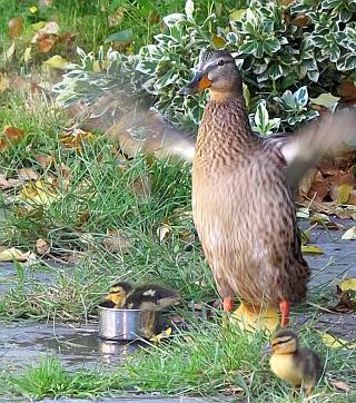 tuin