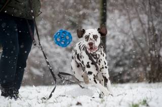 spelen hond