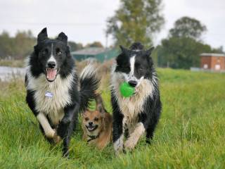 honden buiten